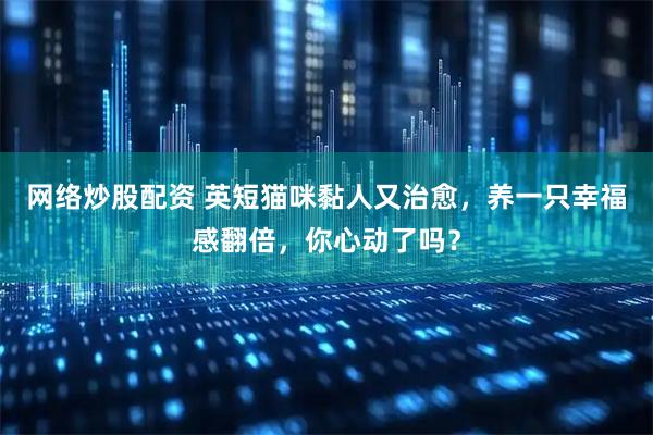 网络炒股配资 英短猫咪黏人又治愈，养一只幸福感翻倍，你心动了吗？